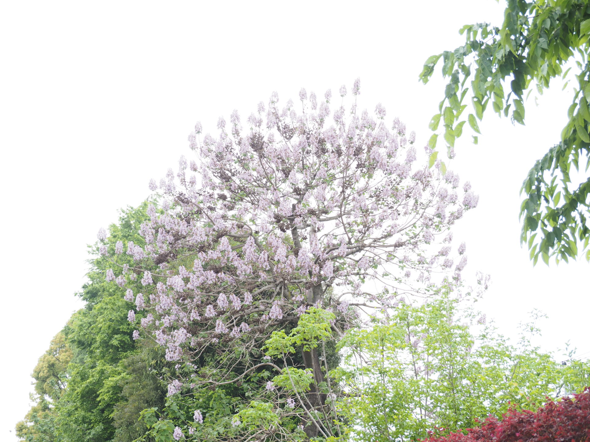 スクール・ミッションとスクール・ポリシー